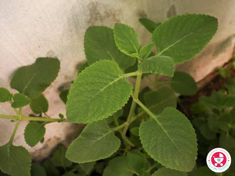 karpooravalli/ ajwain leaves rasam for cold and phlegm