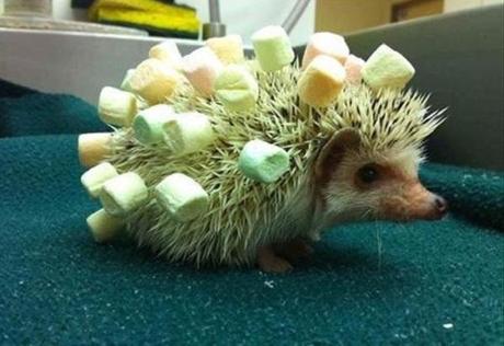 A Hedgehog