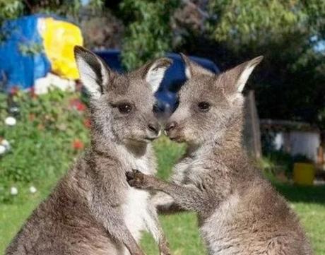 Identical Twin Kangaroos