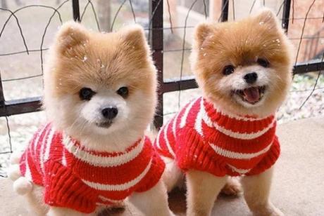 Identical Twin Dogs