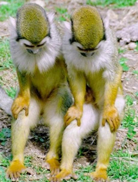 Identical Twin Monkeys