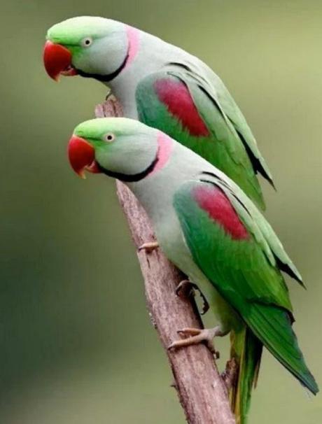 Identical Twin Parrots