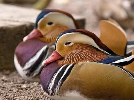 Identical Twin Ducks