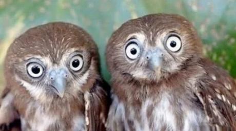 Identical Twin Owls