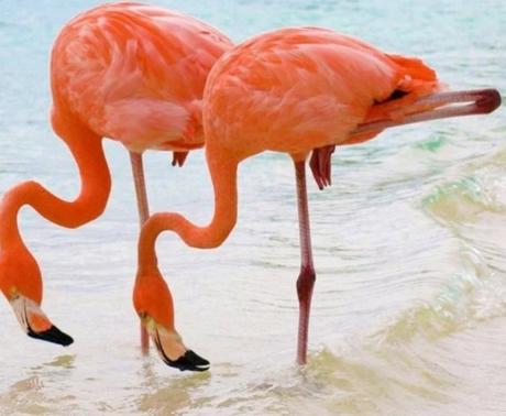 Identical Twin Flamingos