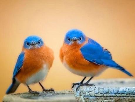 Identical Twin Birds