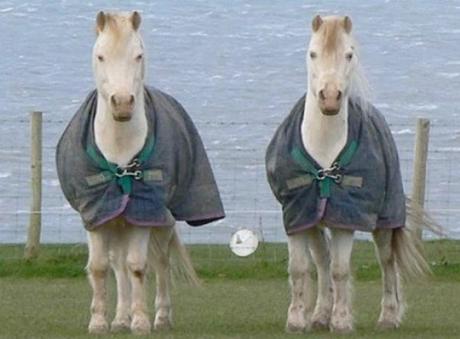 Identical Twin Horses