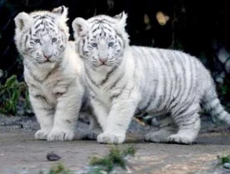 Identical Twin Bengal Tigers