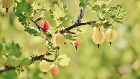 Gooseberry