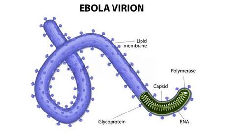 Ebola Virus Disease: Everything You Need to Know