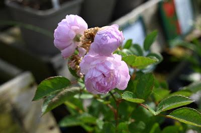 A morning at Hill Close Gardens