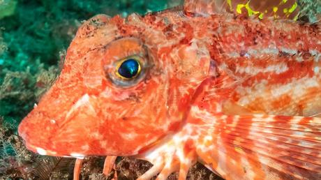 Robins can walk and ‘taste’ the seabed using very sensitive feet