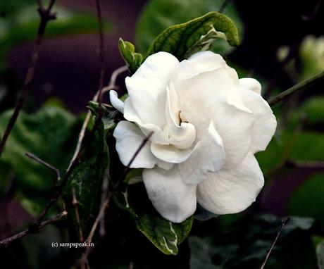 White Rose !  Gardenia Jasminoides !?  - சோலைப் பூவில் மாலைத்  தென்றல் பாடும் நேரம்