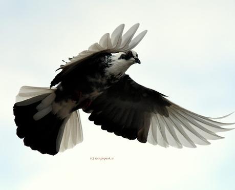 A Black & White Pigeon !!  ~  அமைதி புறாவே, அமைதி புறாவே ! அழைக்கின்றேன்