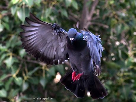 A Black & White Pigeon !!  ~  அமைதி புறாவே, அமைதி புறாவே ! அழைக்கின்றேன்