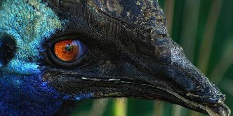 Top 10 Interesting Facts About Cassowary; The Last Surviving Dinosaurs