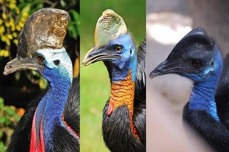 Top 10 Interesting Facts About Cassowary; The Last Surviving Dinosaurs