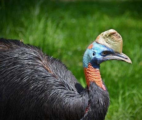 Top 10 Interesting Facts About Cassowary; The Last Surviving Dinosaurs