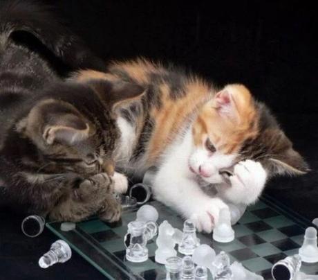 Cat Playing Chess