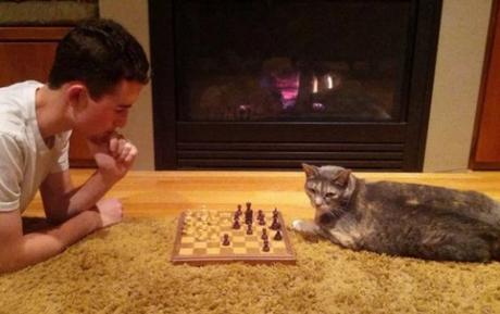 Cat Playing Chess