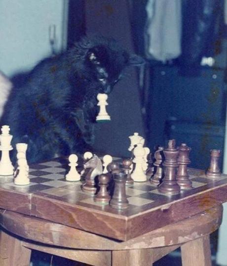 Cat Playing Chess