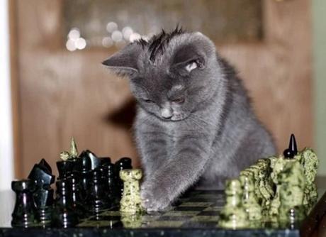 Cat Playing Chess