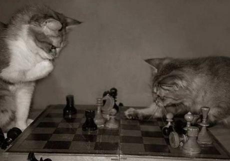 Cats Playing Chess