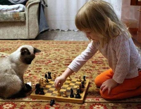 Cat Playing Chess