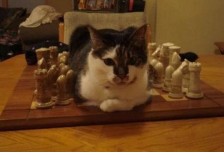 Cat Playing Chess