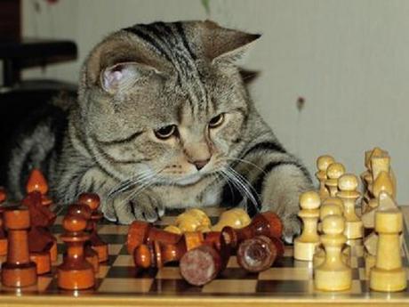 Cat Playing Chess