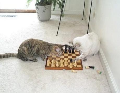 Cat Playing Chess