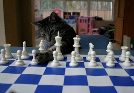 Cat Playing Chess