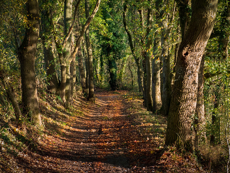 Forest, The Pursuit of Happiness, Lisa Orchard