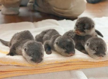 Newborn Otters