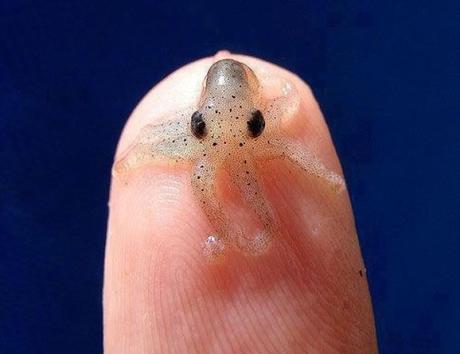 Newborn Octopus