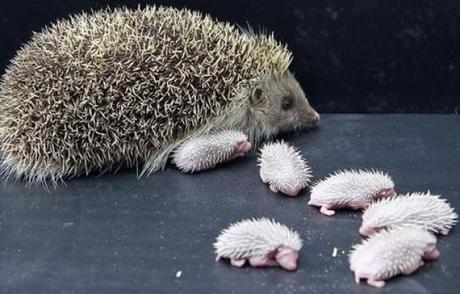 Newborn Hedgehogs