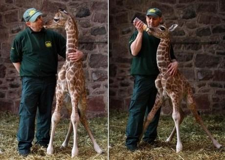 Newborn Giraffe