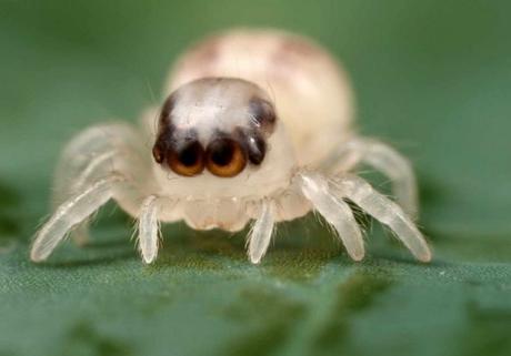 Newborn Spider