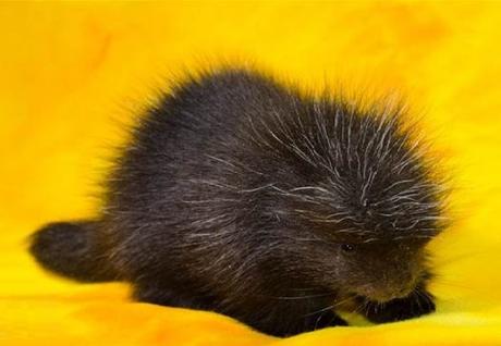 Newborn Porcupine