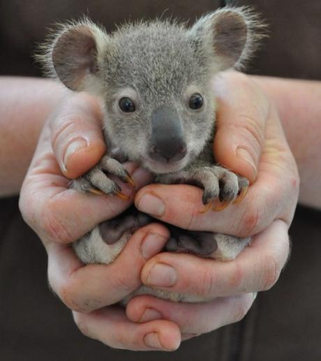 Newborn Koala Bear