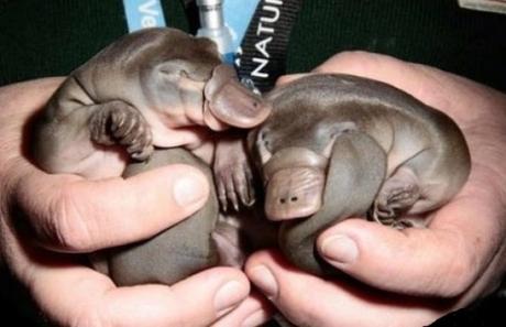 Newborn Platypuses