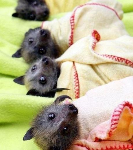 Newborn Fruit Bats