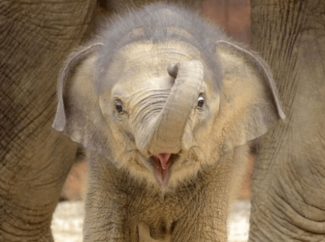 Newborn Elephant