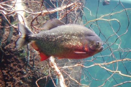 Red-Bellied Piranhas