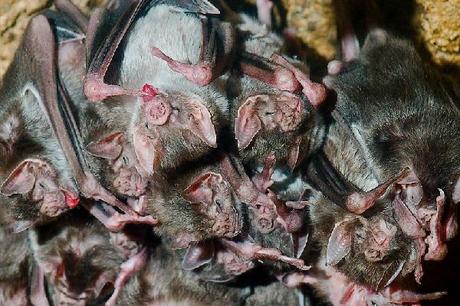 Vampire Bats