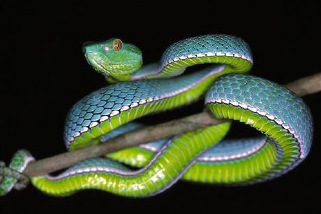 Pit Vipers