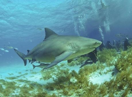 Bull Sharks