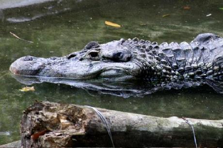 The Black Caiman