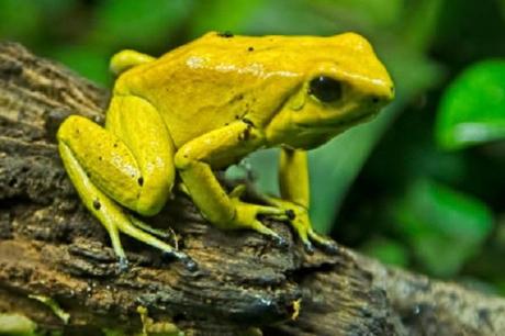 The Golden Poisoned Dart Frog