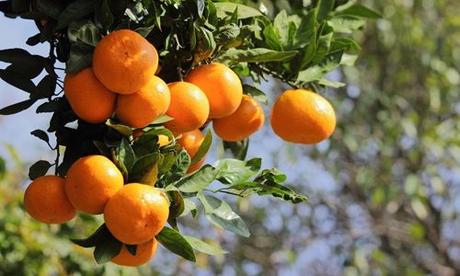 Benefits of Tangerines: Nutrition, Uses, and Side Effects Explained